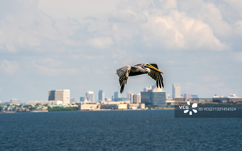 在日本、坦帕、佛罗里达、美国海滩上飞行的风筝图片素材