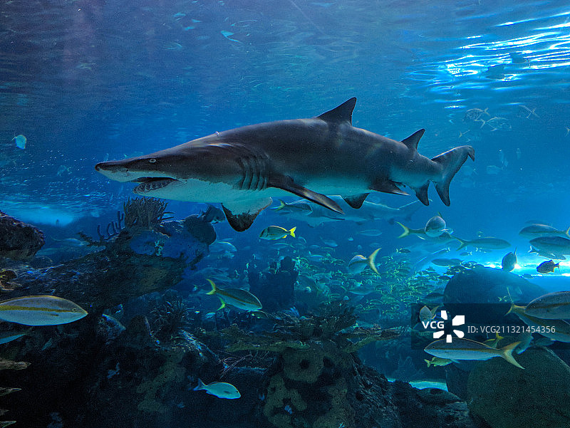 仰视在加拿大多伦多安大略省海中游泳的鲨鱼图片素材