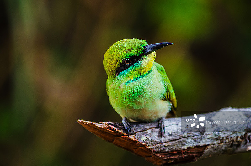 树枝上栖息的蜜蜂特写，斯里兰卡维勒帕图国家公园图片素材