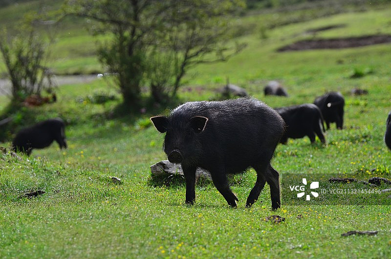 草原上的奶牛图片素材