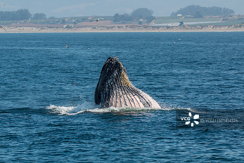 莫斯兰丁港南露脊座头鲸游泳俯视图，美国图片素材