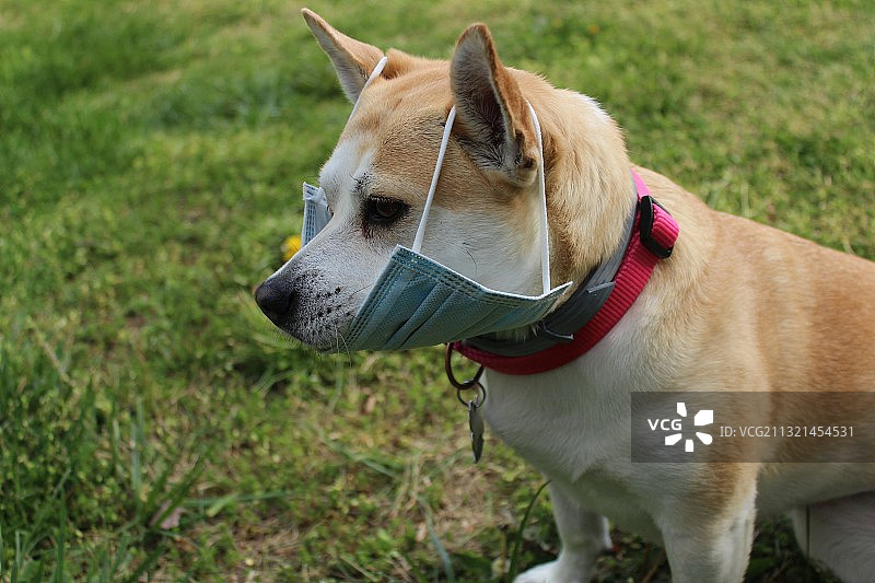 田野上的小狗特写图片素材