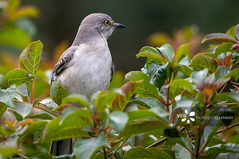 美国佛罗里达州迈阿密湖的鸣嘲鸫特写图片素材