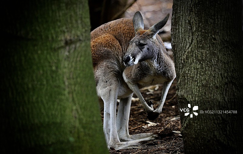 澳大利亚西澳大利亚州珀斯南部树干上的考拉特写图片素材