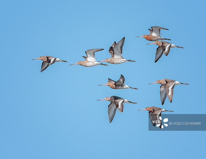 低角度看鸟儿飞过晴朗的天空图片素材