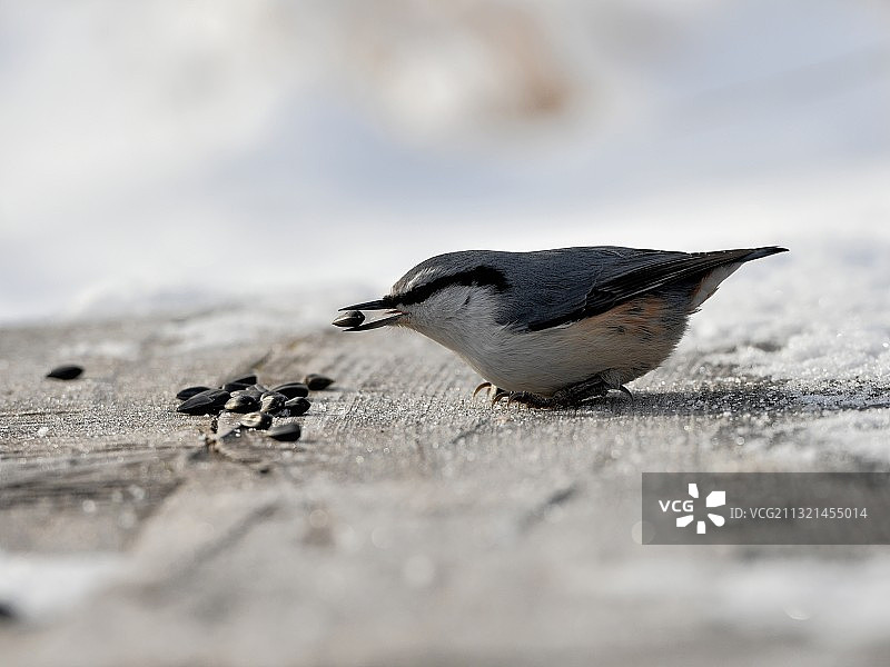 特写：俄罗斯沙滩上的Nuthatch鸟图片素材