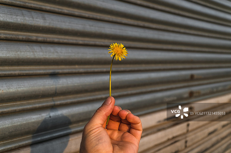 手持黄色鲜花，背景是墙面图片素材