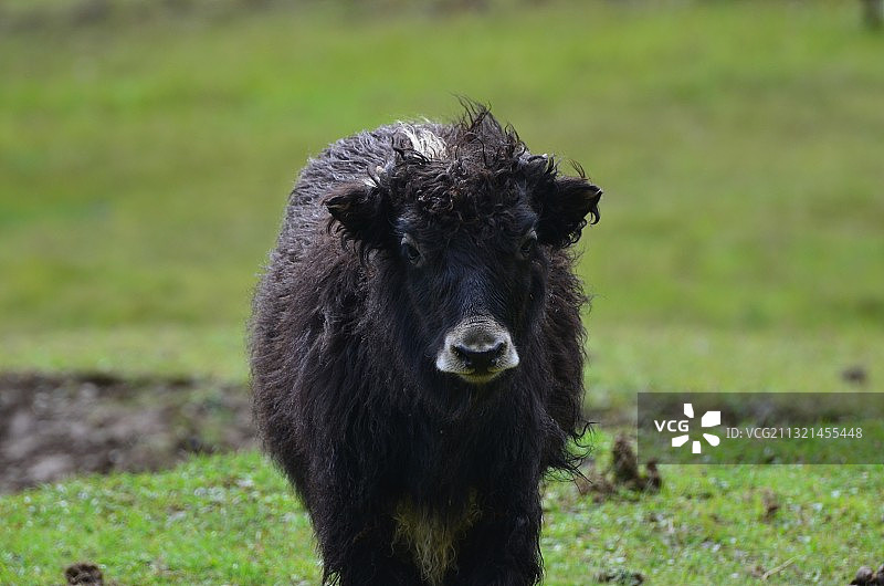田野上黑牛的特写图片素材