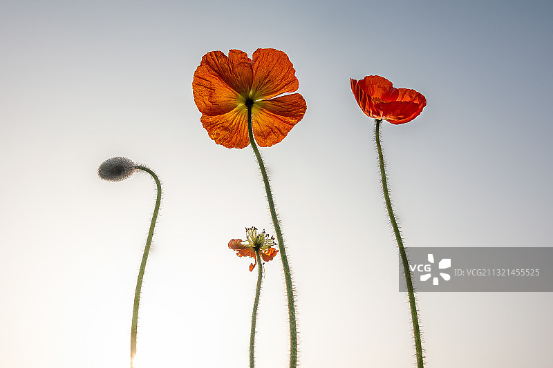 虞美人白色背景低视角特写图片素材