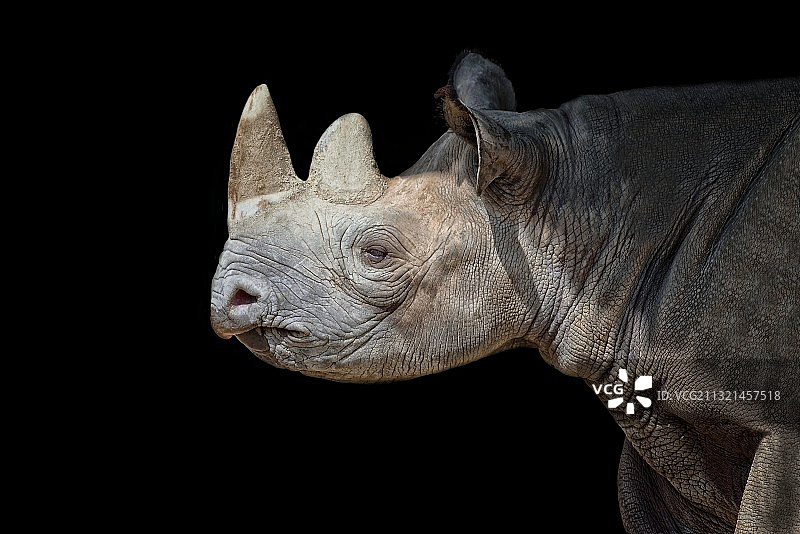 一头小象的特写图片素材