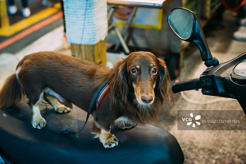 坐在座位上的腊肠犬画像，中国台湾台中市图片素材