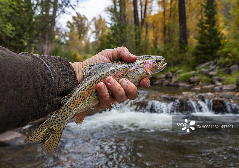 在岩石上手持鳟鱼，美国科罗拉多州多洛雷斯图片素材