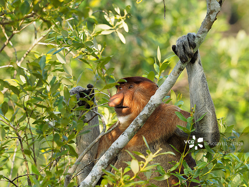 在树上吃食物的长鼻猴侧视图，马来西亚沙捞越古晋图片素材