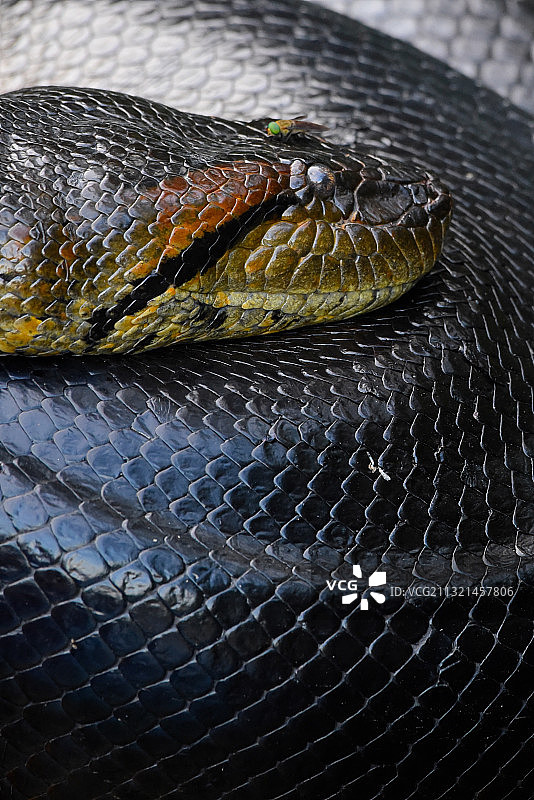 黑色背景上的蟒蛇特写图片素材
