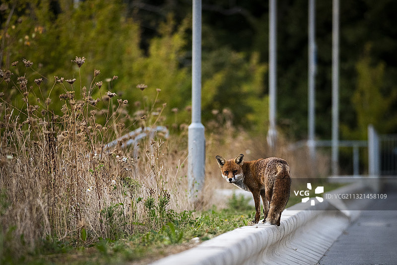 猫咪在街上行走图片素材
