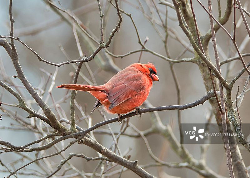 栖息在树枝上的北美红雀特写图片素材