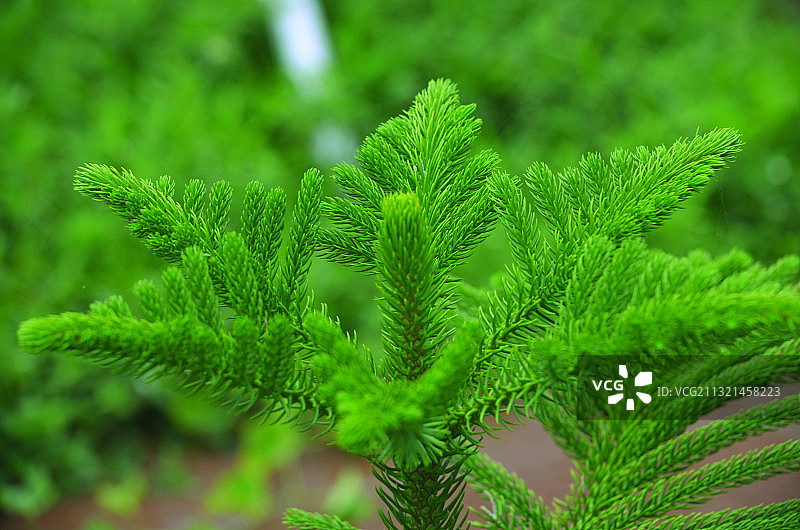 松树的特写图片素材