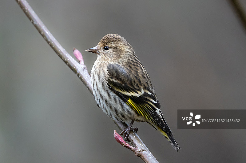 栖息在树枝上的鸣禽松雀特写图片素材