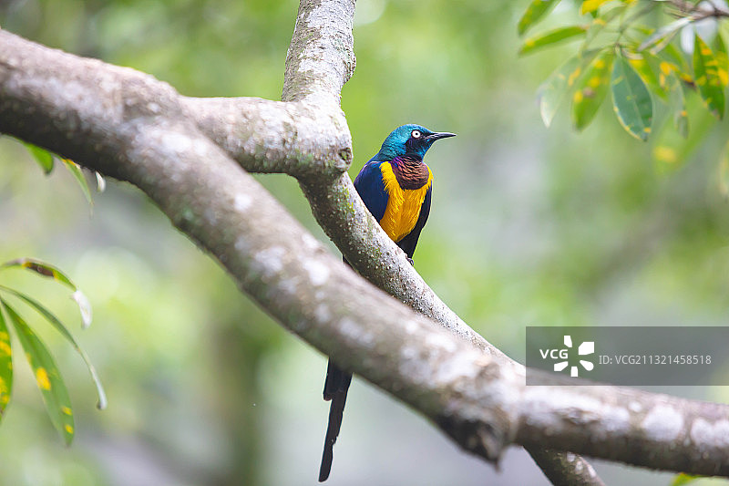 低角度看咬鹃栖息在树上图片素材