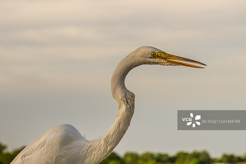灰鹭特写，美国南卡罗来纳州谢姆克里克图片素材
