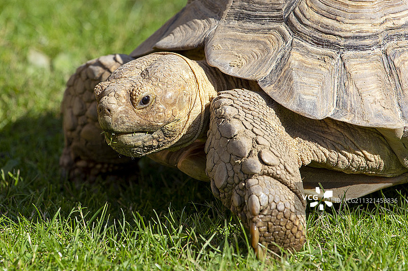 英国加拉帕戈斯象龟龟壳特写图片素材