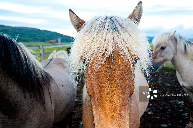 马匹在田野上天空下的特写图片素材