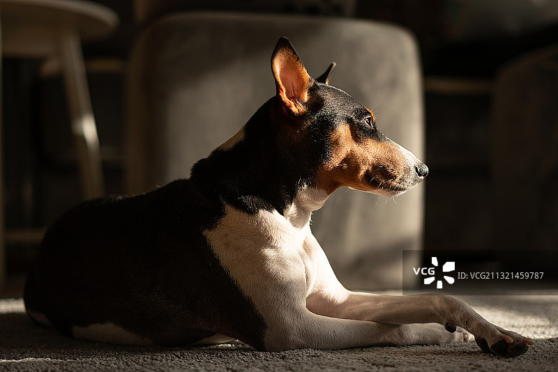 巴辛吉犬坐在地板上的特写图片素材