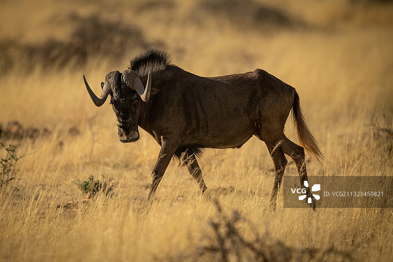 纳米比亚奥塔维，草地上行走的犀牛侧面照图片素材
