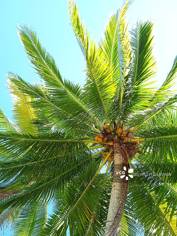 天空下棕榈树的仰视图，印度尼西亚图片素材