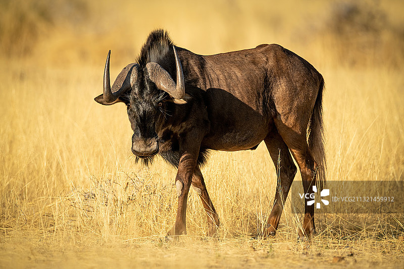 犀牛侧面站立于纳米比亚奥乔宗朱帕区图片素材