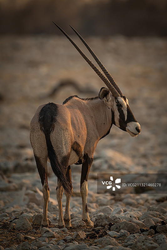 鸟在田野上行走的侧视图，奥塔维，奥希科托，纳米比亚图片素材