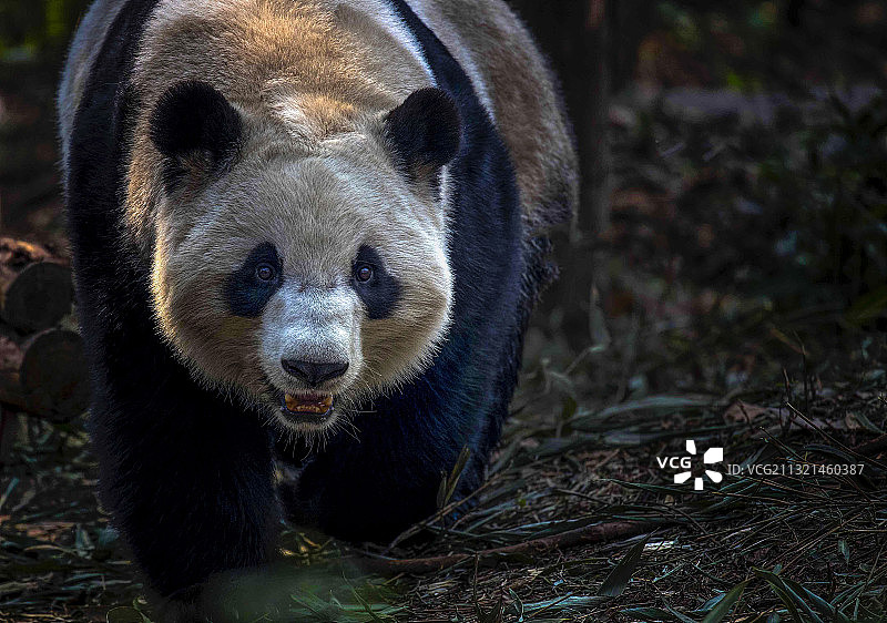 大熊猫月亮产房图片素材