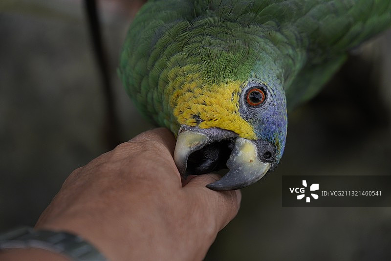 在巴西马瑙斯喂鹦鹉图片素材