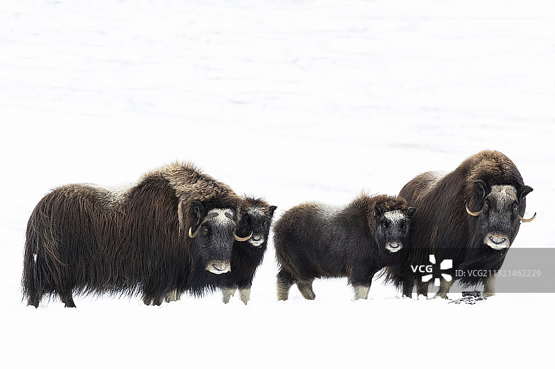 站在被白雪覆盖的田野上，以天空为背景的绵羊的侧面，挪威图片素材