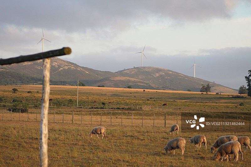 牛在田野上吃草的高角度视图图片素材