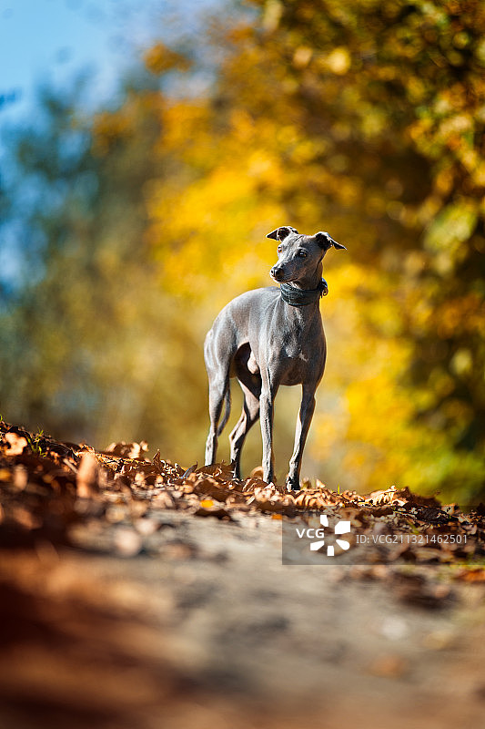 意大利格雷伊猎犬站在秋叶上，意大利阿韦利诺图片素材