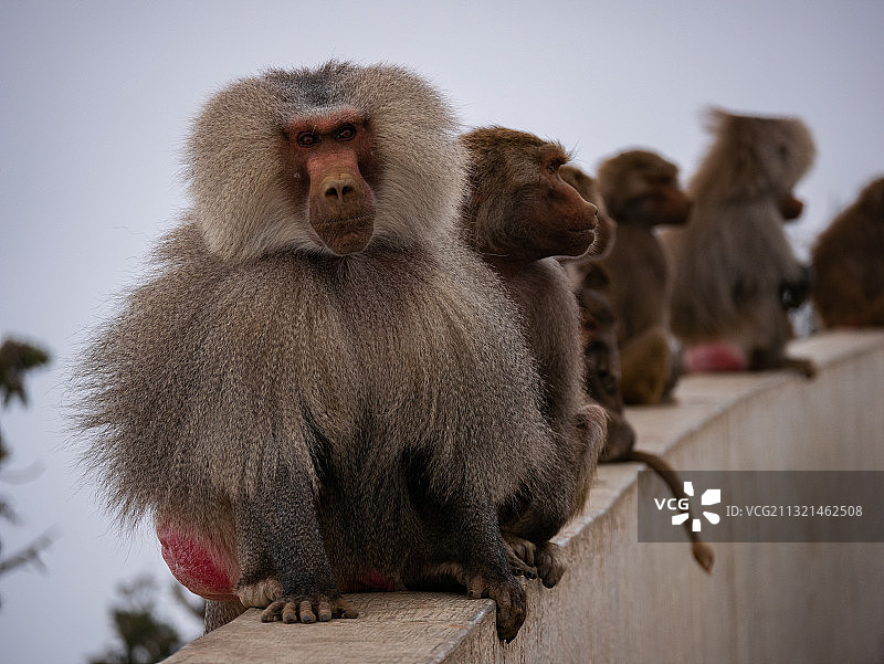 猴子坐在挡土墙上的特写图片素材