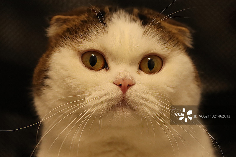 猫的特写 портрет，波兰华沙图片素材