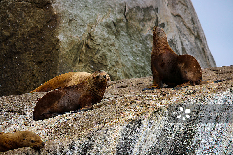 岩石上的两只狗，美国阿拉斯加图片素材