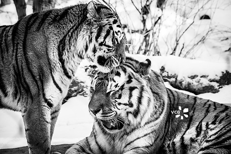 动物园里老虎和幼崽的特写图片素材