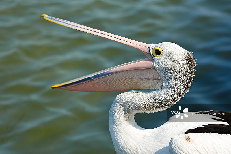灰鹭的特写图片素材