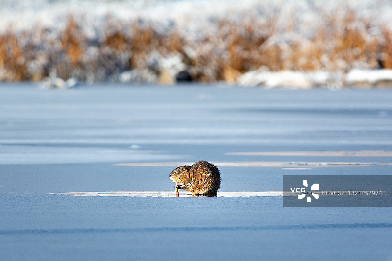 雪天里的雪鸮，加拿大汤米·汤普森公园图片素材