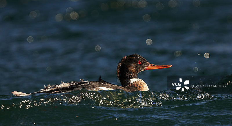 意大利莱科佩斯卡泰湖中游泳的海鸭特写图片素材