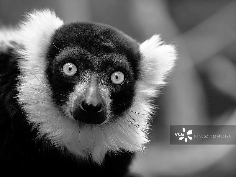 黑白领狐猴特写肖像图片素材