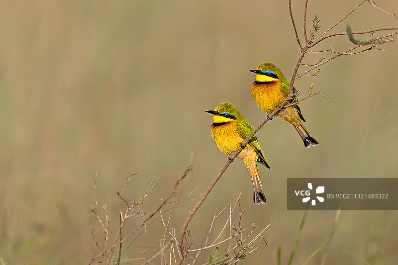 肯尼亚内罗毕国家公园：蜜蜂栖息在树枝上特写图片素材