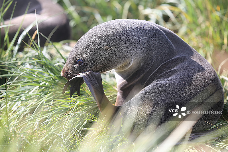海豹在田野上特写，南乔治亚和南桑威奇群岛普里昂岛图片素材