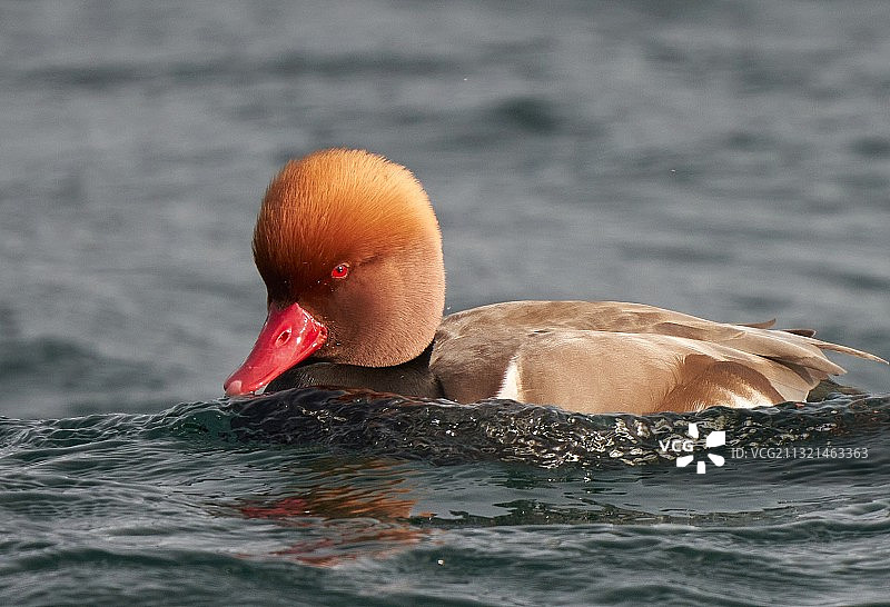 在湖中游泳的鸭子特写图片素材