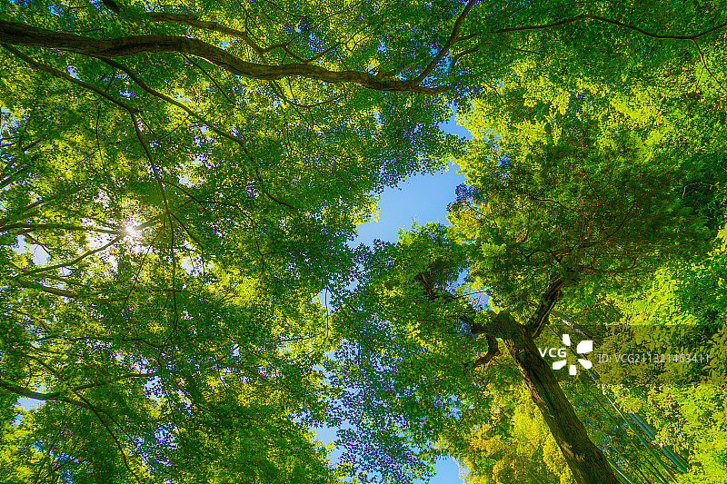 森林中的树木的低角度视图图片素材