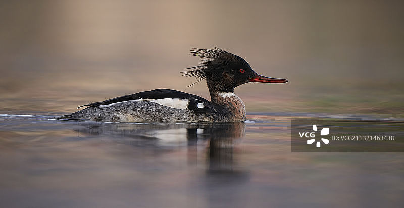 湖中游泳的海鸭特写图片素材