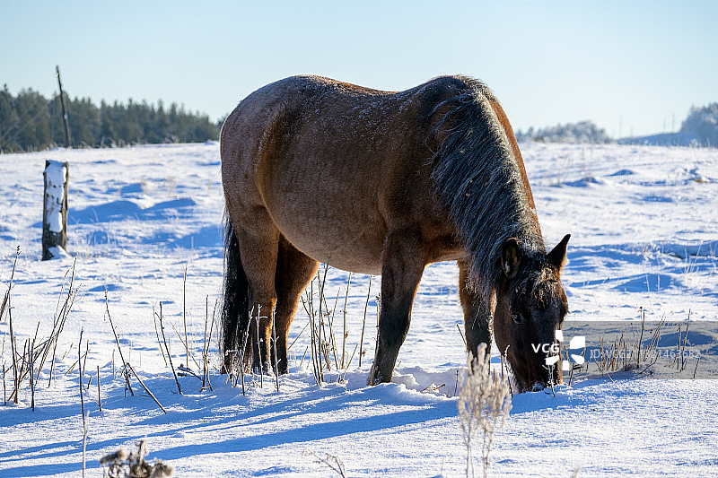 雪地上站立的马的侧视图，俄罗斯图片素材
